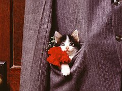 Pocket of Purrs